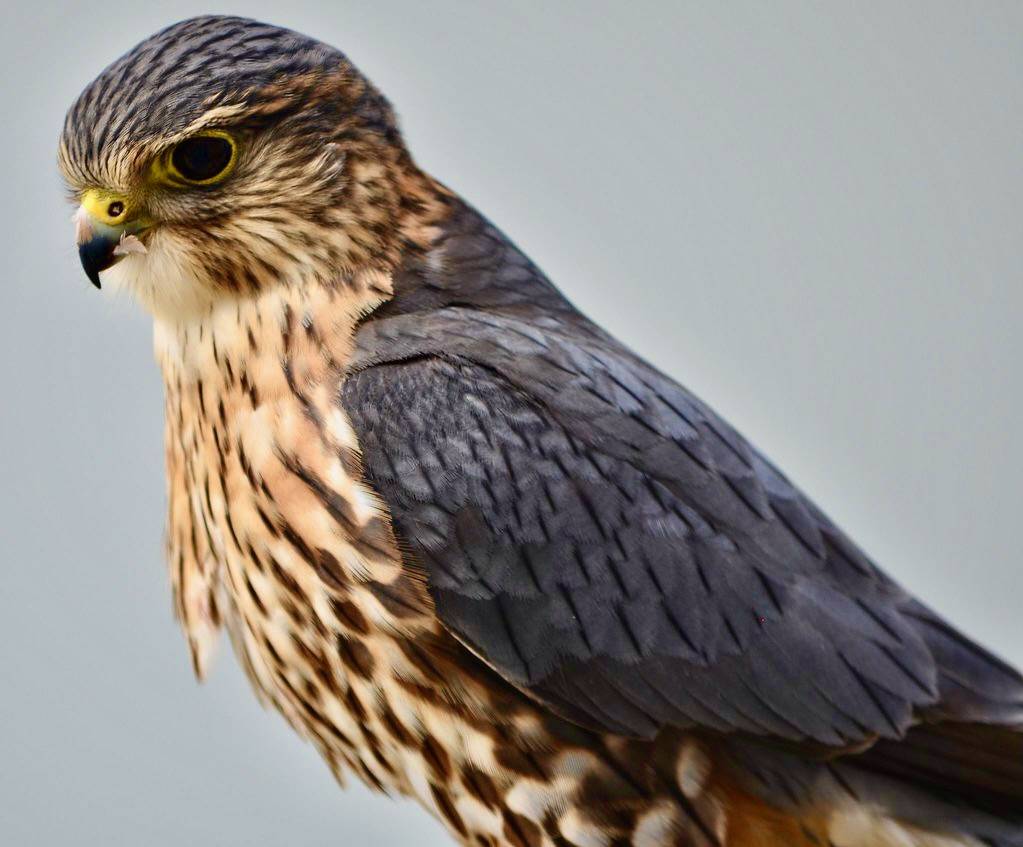 Merlin by retiredinwasaga is licensed under CC BY 2.0